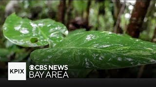Scientists study Puerto Rico rainforests for insight into climate change