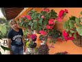 el increíble jardÍn de dianita tres pasos fÁciles para cuidar y tener flores en tus plantas ap