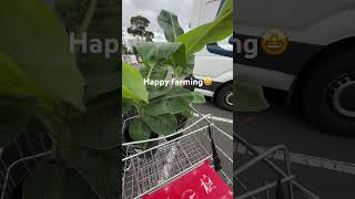 LETS PLANTS CAVENISH BANANA IN OUR BACKYARD 🌳 #shortsvideo #backyardgarden #gardening