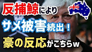 【海外の反応】衝撃！反捕鯨のせいでサメの襲撃が急増!!人命よりクジラ命…オーストラリアの「反捕鯨原理主義」が招いたサメ被害に外国人も驚愕!【グレートJAPANちゃんねる】