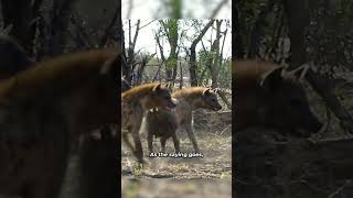 Scared Hyenas Retreating from Threatening Male Lion at Kill Site - Wildlife Encounter #shorts