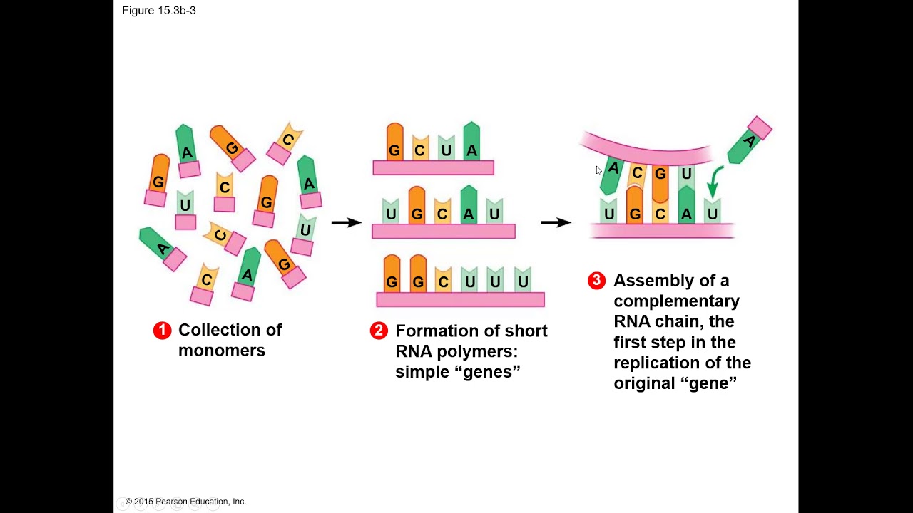 General Biology Chapter 15 Quick Overview Tracing Evolutionary History ...