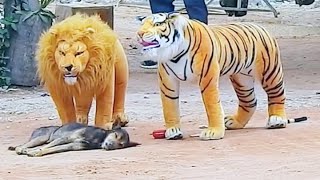Troll Prank dog & fake Lion and Fake Tiger Prank To dog | Videos Troll 2021