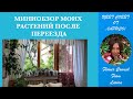 МИНИОБЗОР МОИХ РАСТЕНИЙ ПОСЛЕ ПЕРЕЕЗДА 06 09 2023