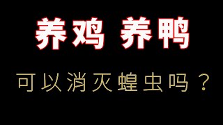 养鸡、养鸭可以消灭蝗虫吗？非洲蝗虫可以进入中国吗？