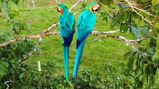 Arara-azul (Amazônia)