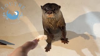 Otter Walking On Two Legs Like A Penguin!