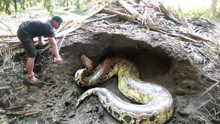 Seconds Of Capture Monster Python Buntet Snake  Anaconda Kw  Snake  Manda Adventurer