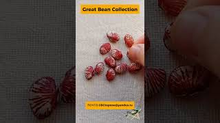 Фасоль  лимская  вьющаяся Андромеда  семена Lima bean Andromeda seeds