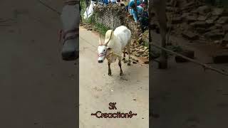 மூஞ்ஜூர்பட்டு  .... பாகுபலி ...🔥🔥 ...... jallikattu videos ......