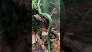 Rhino Rat Snake at Branson Wild Animal