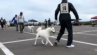 20231105 【北海道犬協会】東北支部展覧会 成犬第一 牡組