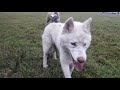 husky dog off leash training. the trick helpful for any dog