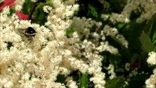 Bombus vosnesenskii gathers pollen on Ocean Spray