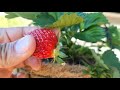 strawberry പരിപാലനവും പുതിയ തൈകൾ ഉണ്ടാക്കുന്ന രീതികളും strawberry care u0026 propagation malayalam