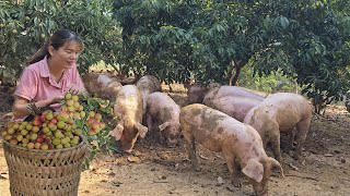 Breeding free-range pigs.  Harvest sweet litchi for sale.  ( Episode 167 ).