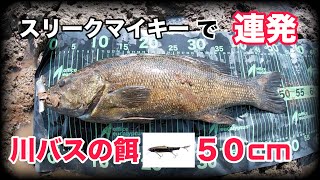 【鬼怒川】流れの中でスモール５０釣れちゃった。