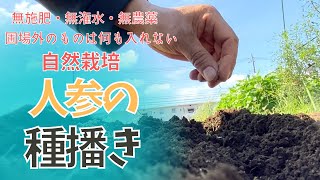 #人参の種播き🥕今年は時間短縮・手間を省いてみました【#自然栽培 #家庭菜園】