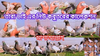 24/12/2024 তারা ভাই এর নিউ কবুতরের কালেকশন #pigeon #kabootar #lover #viralvideo #sell #shorts