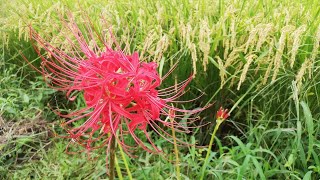 茅ヶ崎しずちゃん農園☆畑ライブ   農園紹介