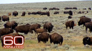Mass Extinction; American Prairie; Gorongosa; Wild Horses | 60 Minutes Full Episodes