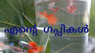 MY #GUPPY 🐠 #FISH COLOCATION / എൻറെ ഗപ്പികൾ