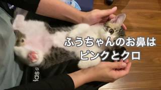 【子猫】仔猫☘️白キジ♂ふうちゃんのリラックスタイム😁