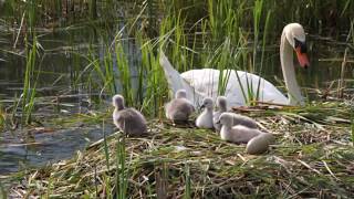 Schwanenküken verlassen ihr Nest zum schwimmen