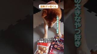 ゴン志くん❕毎日沢山おやつ食べて幸せやな❕　#豆柴　#柴犬　#豆柴のいる暮らし 　#おやつ