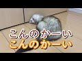 【フェレットの飼い主必見！】飼い主を待つフェレットはこんなに寂し顔をしてまつ。