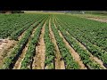 Potato Farm In South Korea(감자)