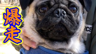 【パグ仔犬】とにかく走る7ヵ月のパグ_pug114