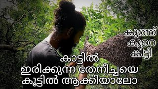 തേനീച്ച പിടുത്തം| കാട്ടിൽ ഇരിക്കുന്ന തേനീച്ചയെ എങ്ങനെ കൂട്ടിൽ ആക്കാം .കുത്ത് അഞ്ചാറ് കൊണ്ട്....