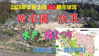 ２０２４年２月３日偕楽園本園の開花状況