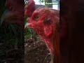 Bangkokklawu superasor #ayam #aseel #ayamkampung #murga #rooster #youtubeshorts #chicken #subscribe