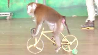 頑皮世界cute animal monkey，猴子騎腳踏車撿食物吃。