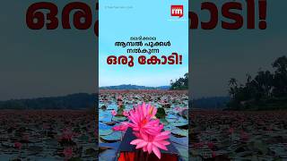 ഒരു കോടിയിലധികം വരുമാനം നൽകുന്ന ആമ്പൽ പൂക്കൾ