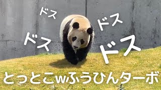 【速報】とっとこ走るよ楓太郎🤭ハッスルガール君臨😂おてんば子パンダ楓浜🍁