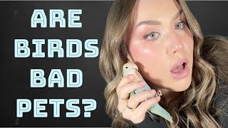 Should You Get a Bird? Pros and Cons of Owning a Bird