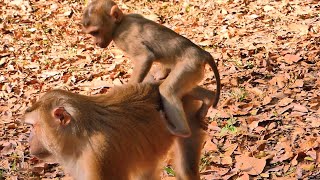 Pity monkey baby Luno is hungry for milk, he tries to comfort. Request milk, Mom.