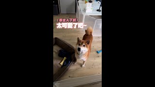 下班回家有超可愛柴柴迎接 也太幸福了吧~  #柴犬 #飛機耳 #療癒 #Shorts