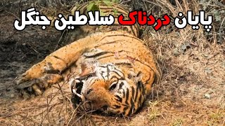 لحظات پایانی زندگی حیوانات درنده در حیات وحش