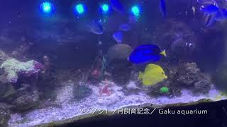 ツノダシ1ヶ月飼育記念／Gaku aquarium