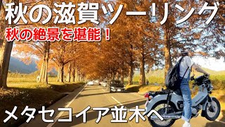 【カブツー】秋の絶景・滋賀ツーリング行ってみた【メタセコイア並木道】