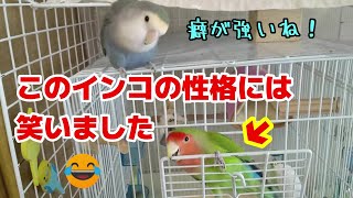 【謝罪】コザクラインコが遊んでくれないから飼い主は少し意地悪してしまいました。It's fun to play with love birds.