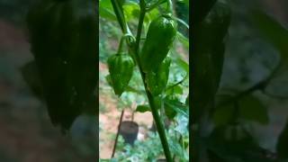 Nai Miris Farming in Sri Lanka | Step-by-Step Growing \u0026 Harvesting Guide