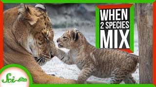 When Two Species Mix