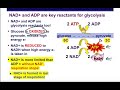 ch 7.1 7.4 cellular respiration for stage 1 and 2 bioh