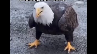 The Eagle has Landed