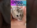 寝グセがすぎるハムスター hamster with messy hair ずんだもん